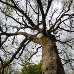 Chêne pubescent, Quercus pubescens