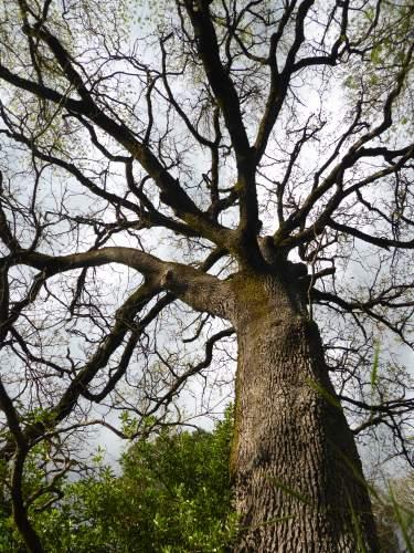 Chêne pubescent, Quercus pubescens