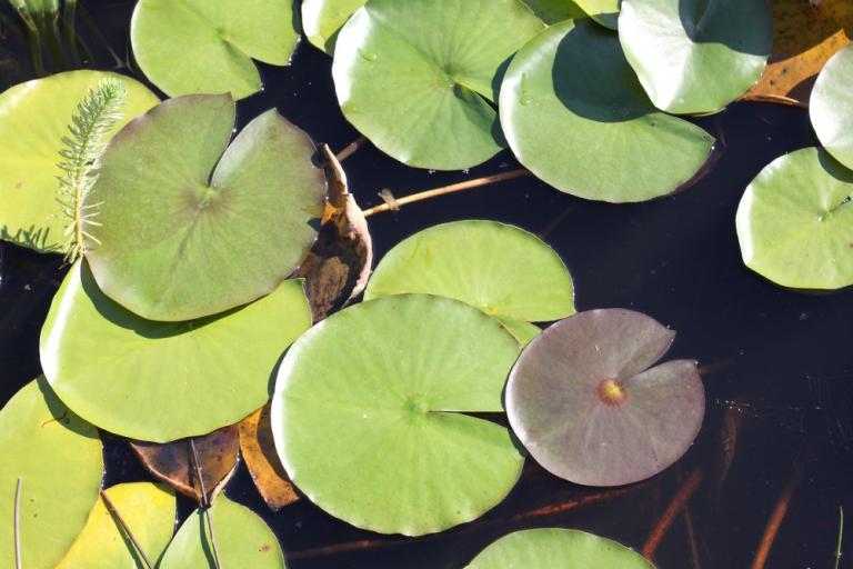 Bouquet de Nénuphar blanc, Nymphea alba, plante aquatique, bassin d'agrément